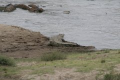19-Crocodile on the bank of the Mara River